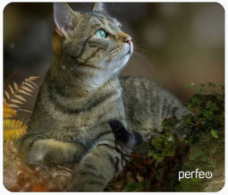 Perfeo Коврик для компьютерной мыши "Cat", Рис.27 (180*220*2 мм), ткань+резиновое основание